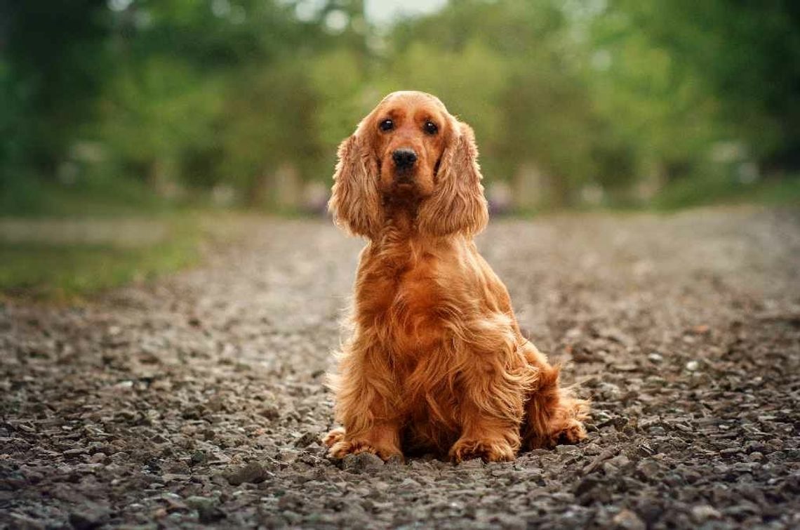 Cocker Spaniel: poznaj zasady żywienia Twojego psa z Piesotto!