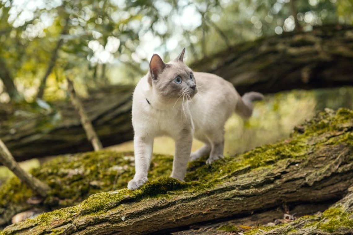 Dlaczego warto zmienić karmę po zabiegu sterylizacji?