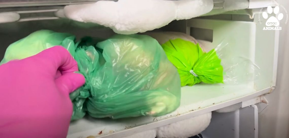 [DRASTYCZNE NAGRANIE] Kocie zwłoki w zamrażalniku. 28 zwierzaków odebranych z pseudohodowli