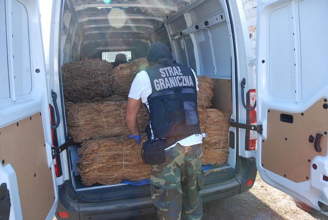 FOTO, FILM: Kwitnie nielegalny proceder tytoniowy w powiecie FOTO, FILM: Kwitnie nielegalny proceder tytoniowy w powiecie