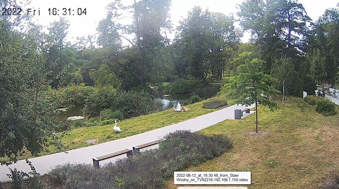 [FOTO] Pies zaatakował łabędzia w parku! Straż Miejska apeluje o odpowiedzialną opiekę nad zwierzętami