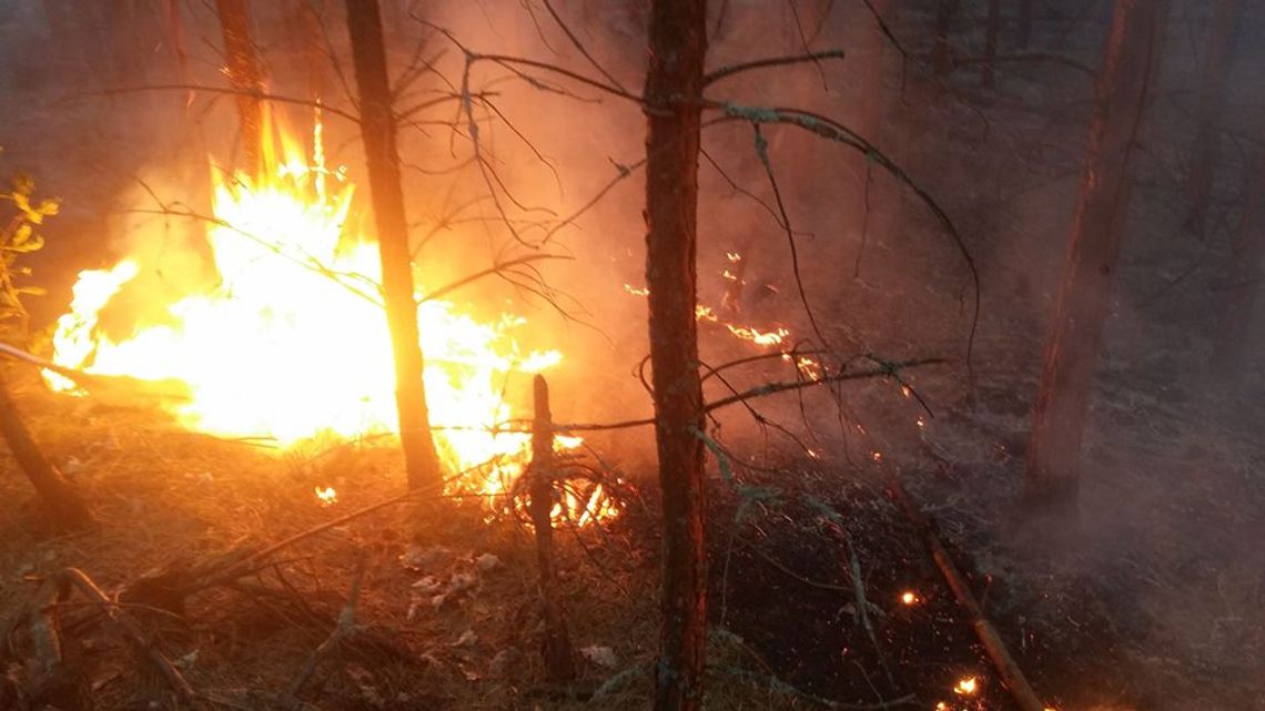 FOTO: Spłonął las przy ulicy Lubichowskiej! W akcji brało udział 9 zastępów straży pożarnej 