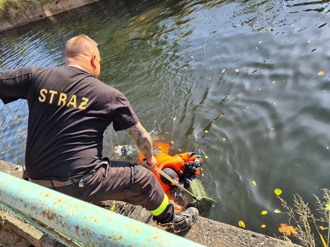 [FOTO] TYLKO U NAS: Strażacy uratowali dryfującego w rzece psa