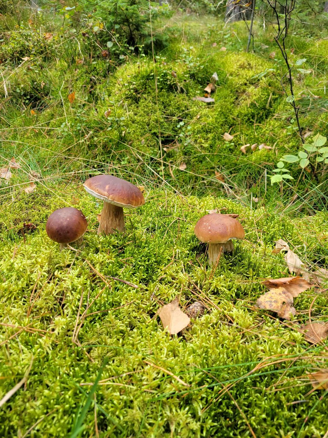 Grzybobranie w Borach Tucholskich – najlepszy sposób na jesienny relaks