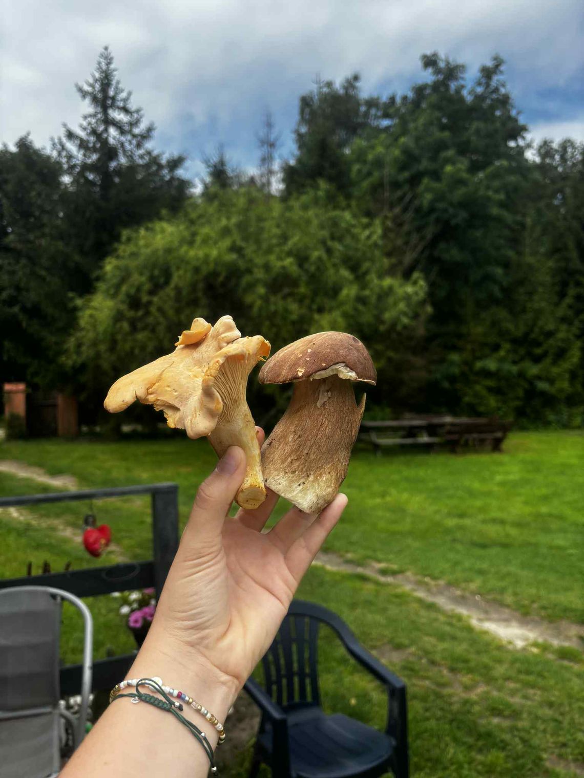 Grzyby po deszczu! Kurki, prawdziwki i smak lata w lesie