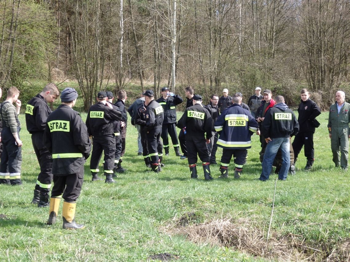 Kilkadziesiąt osób szukało zagubionych krów. Ogromna akcja poszukiwawcza w lasach Kilkadziesiąt osób szukało zagubionych krów. Ogromna akcja poszukiwawcza w lasach