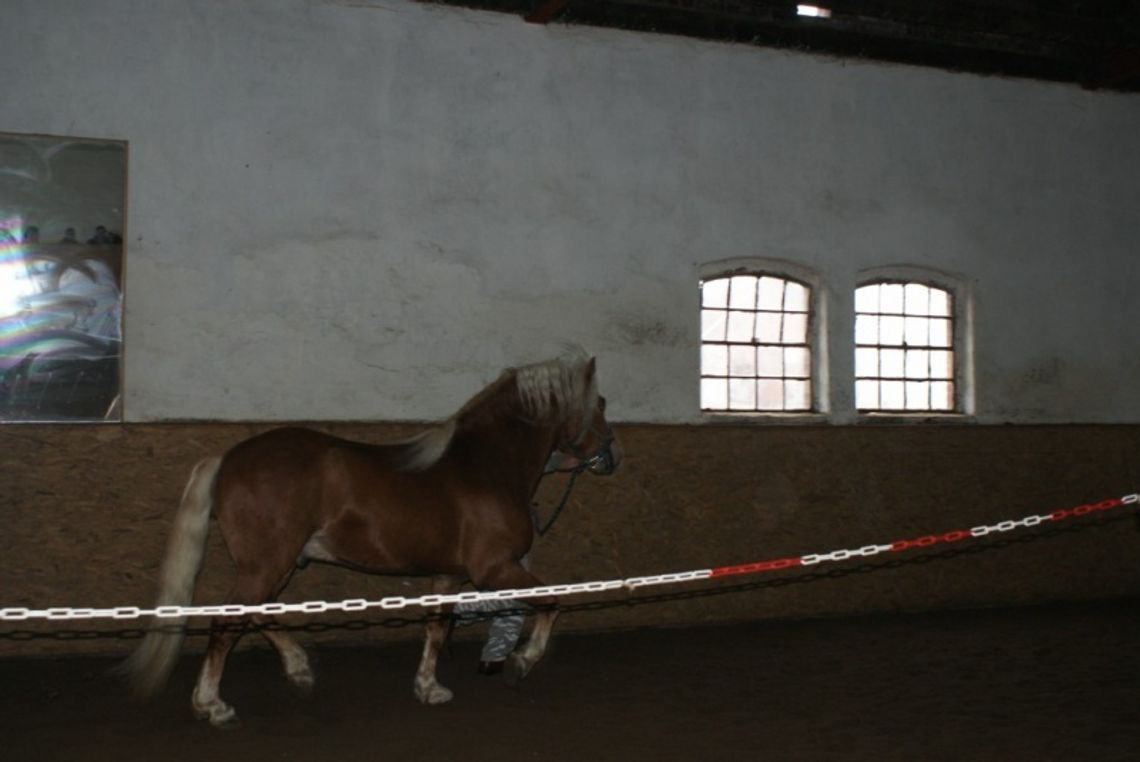 Konie, dumne konie, trzeba je kochać