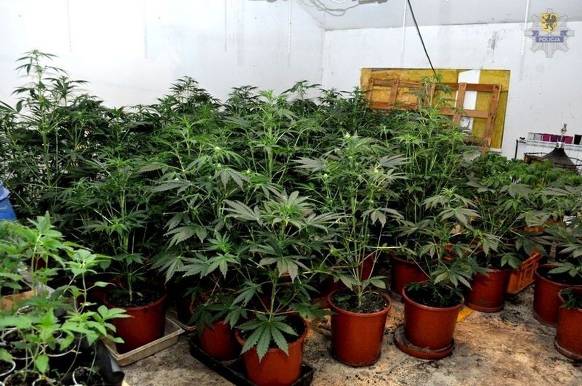 Kradli prąd i prowadzili uprawę konopi indyjskich ZDJĘCIA, FILM Kradli prąd i prowadzili uprawę konopi indyjskich ZDJĘCIA, FILM