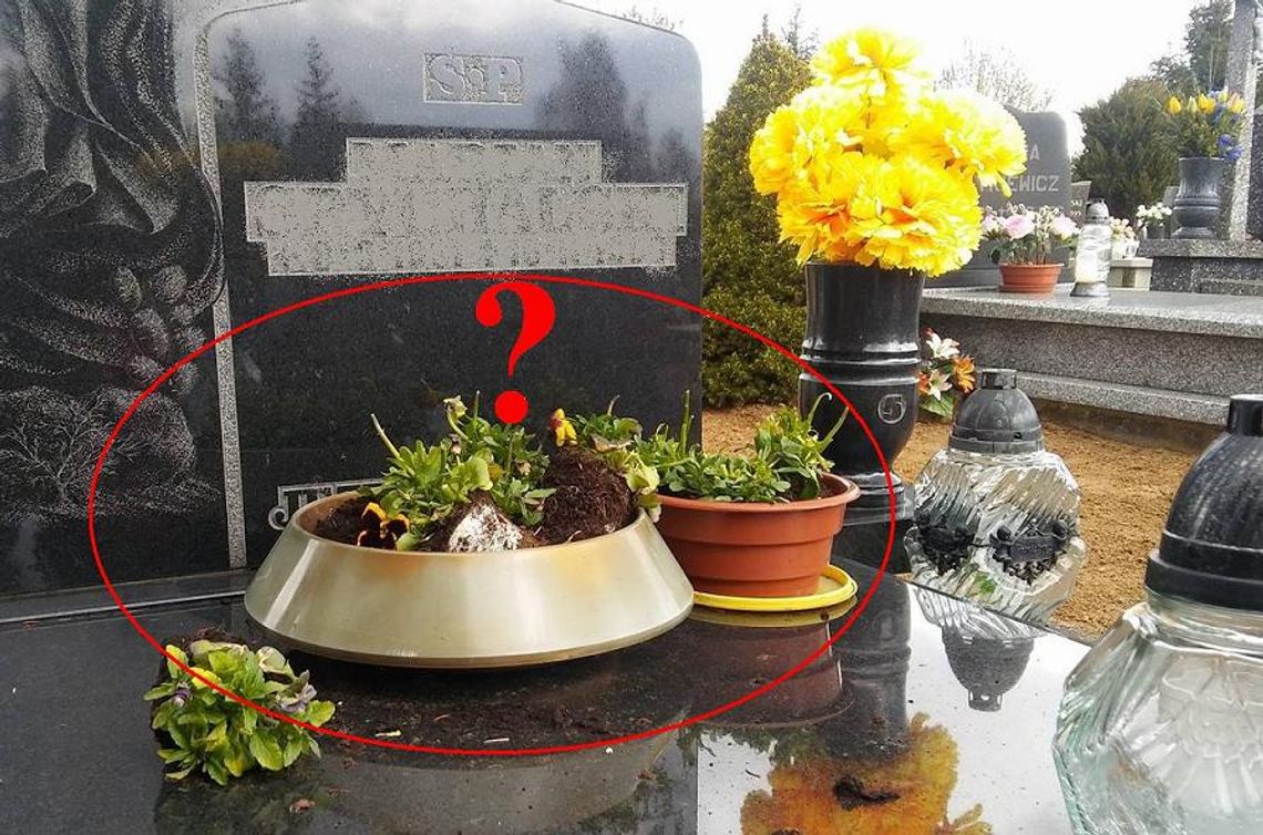 Kto zjada kwiaty na cmentarzu? Głodna zwierzyna leśna problemem na Łapiszewie 