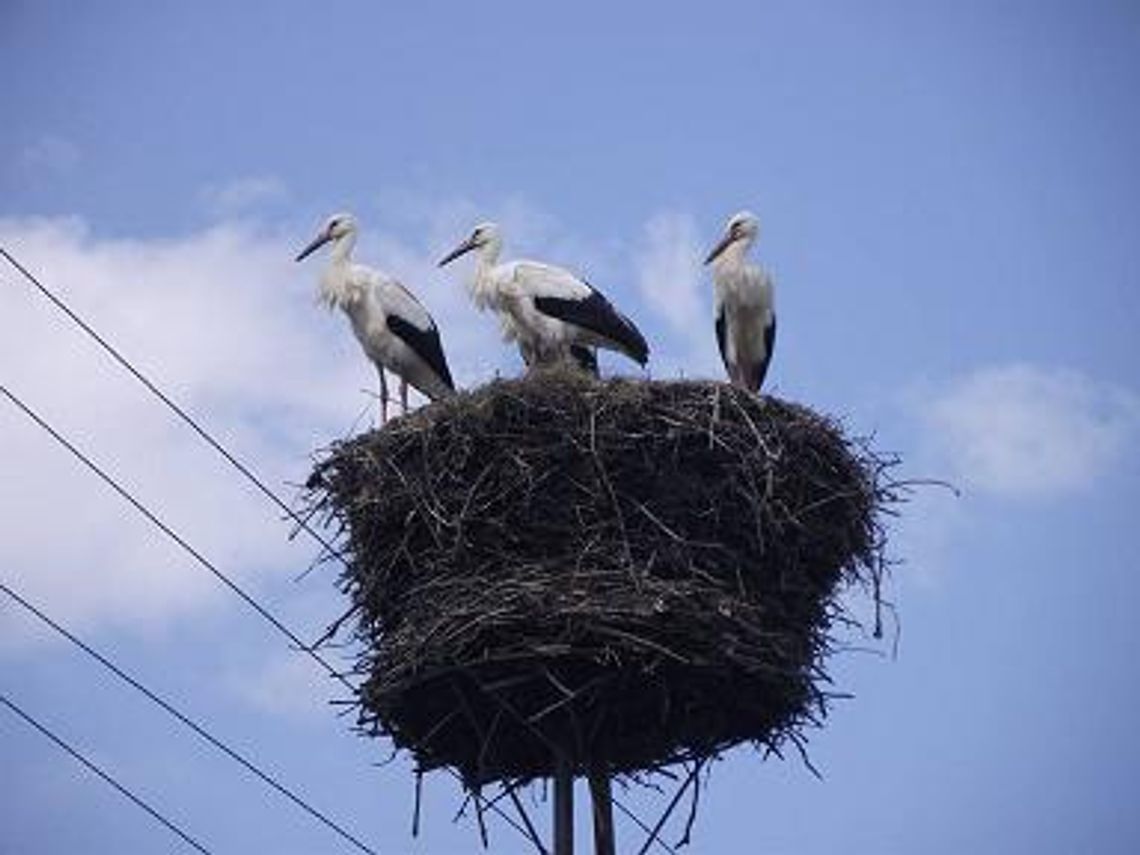 Którą miejscowość upodobały sobie bociany? Którą miejscowość upodobały sobie bociany?