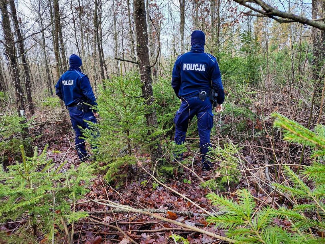 Kupno i sprzedaż choinek. Policjanci kontrolują nielegalną wycinkę w lasach Kupno i sprzedaż choinek. Policjanci kontrolują nielegalną wycinkę w lasach