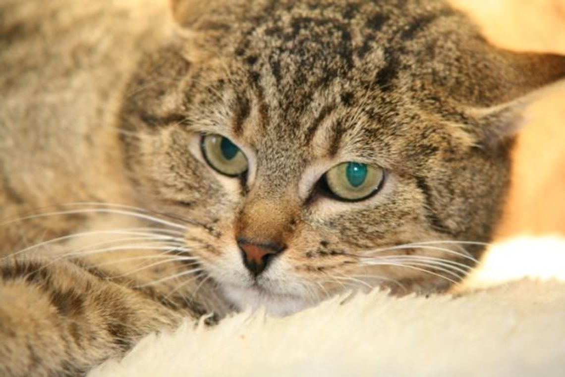 Lajla błaga o dom - szukamy domu dla kotki Lajla błaga o dom - szukamy domu dla kotki