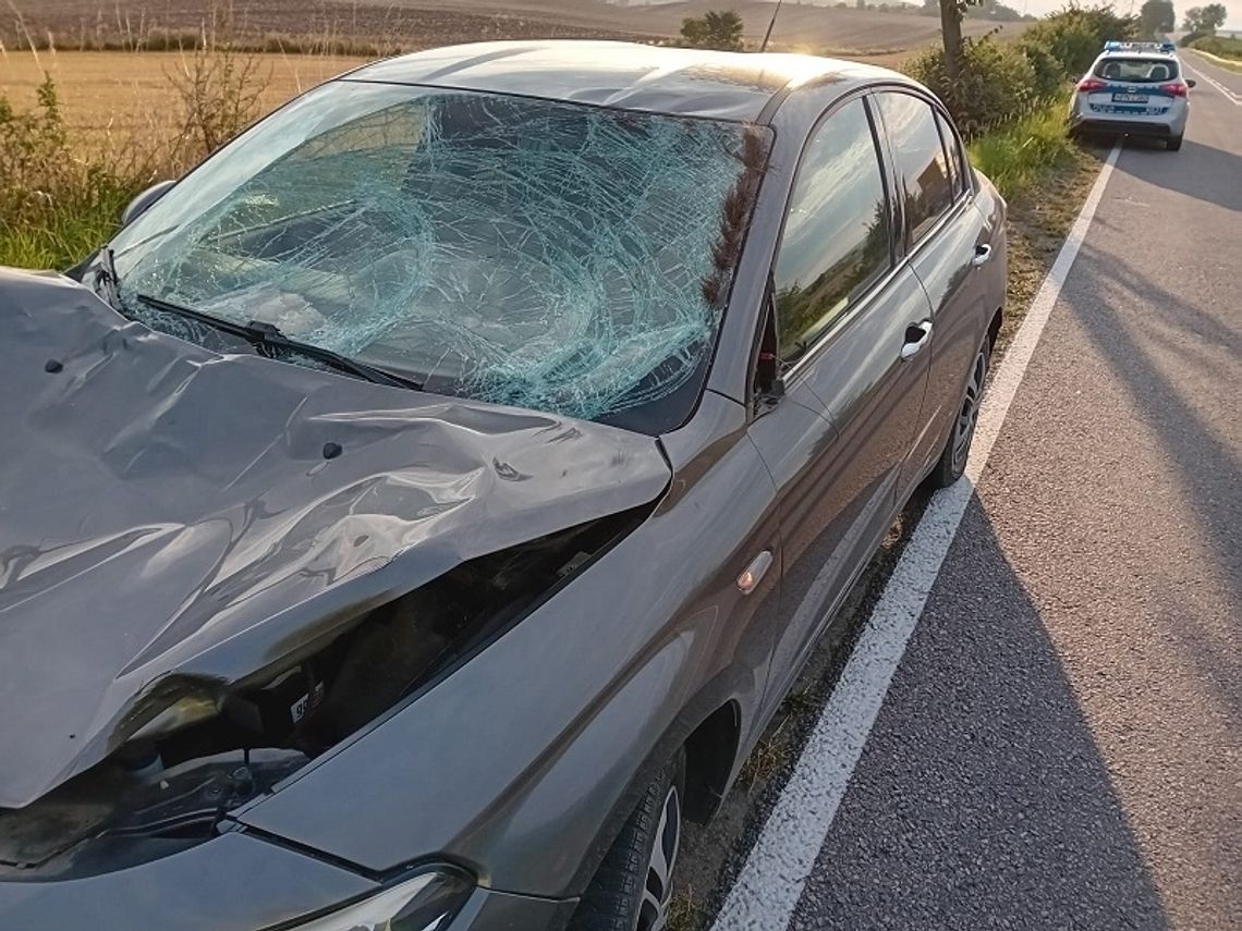 Łoś nie przeżył zderzenia z osobowym Mercedesem