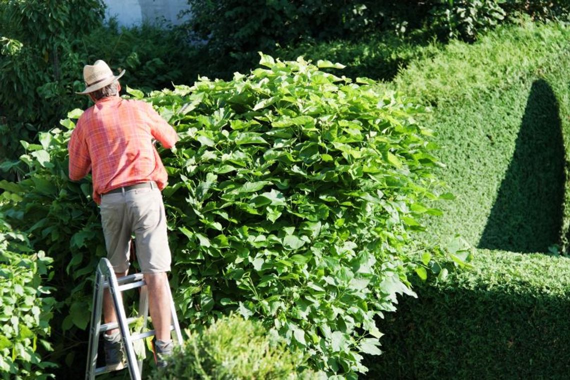 Męczą Cię ręczne sekatory? Sprawdź, jak przyspieszyć cięcie roślin Męczą Cię ręczne sekatory? Sprawdź, jak przyspieszyć cięcie roślin
