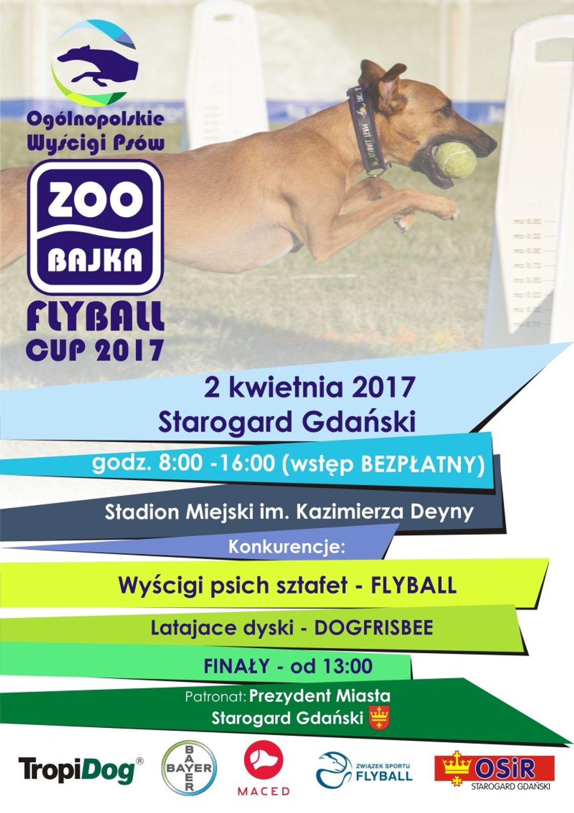 Musisz to zobaczyć! Zoobajka Flyball Cup 2017 