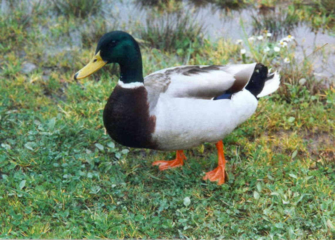 Nad rzeczką... mieszkała kaczka. Co jest przyczyną zablokowania jednego pasa jezdni na drodze nr 222? Nad rzeczką... mieszkała kaczka. Co jest przyczyną zablokowania jednego pasa jezdni na drodze nr 222?