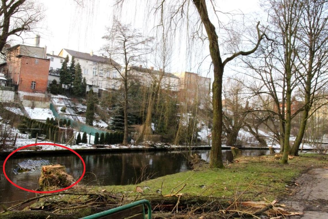 Najpierw bóbr w parku… a teraz?! Niesamowite! Sprawę bada RDOŚ Najpierw bóbr w parku… a teraz?! Niesamowite! Sprawę bada RDOŚ