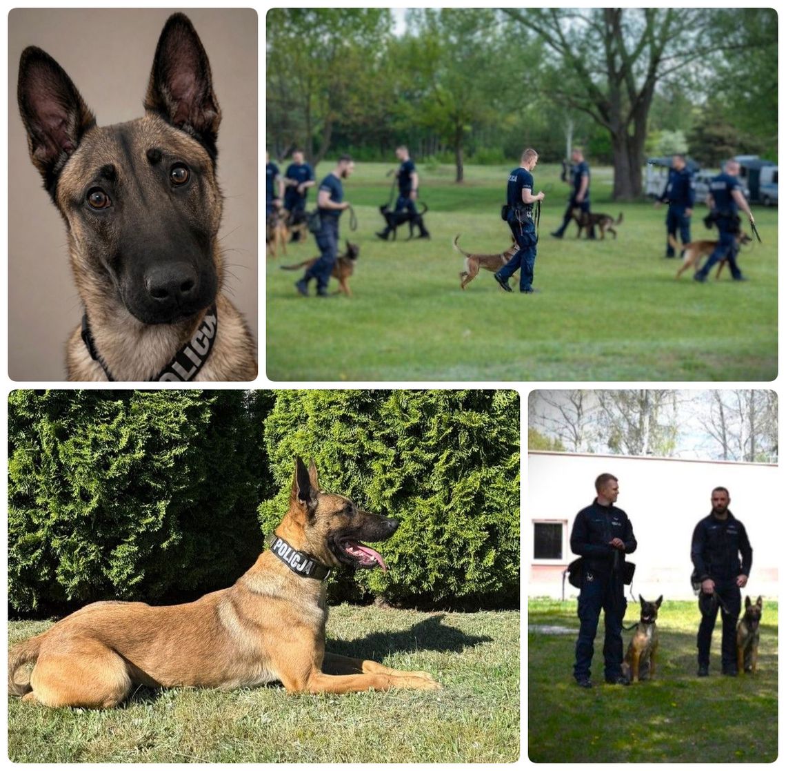 Nowe wzmocnienie w starogardzkiej Policji. Poznajcie Dexę! Nowe wzmocnienie w starogardzkiej Policji. Poznajcie Dexę!