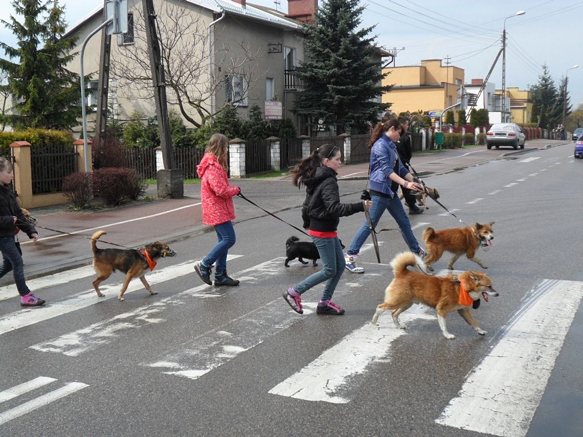 Oprowadzili czworonogi po mieście