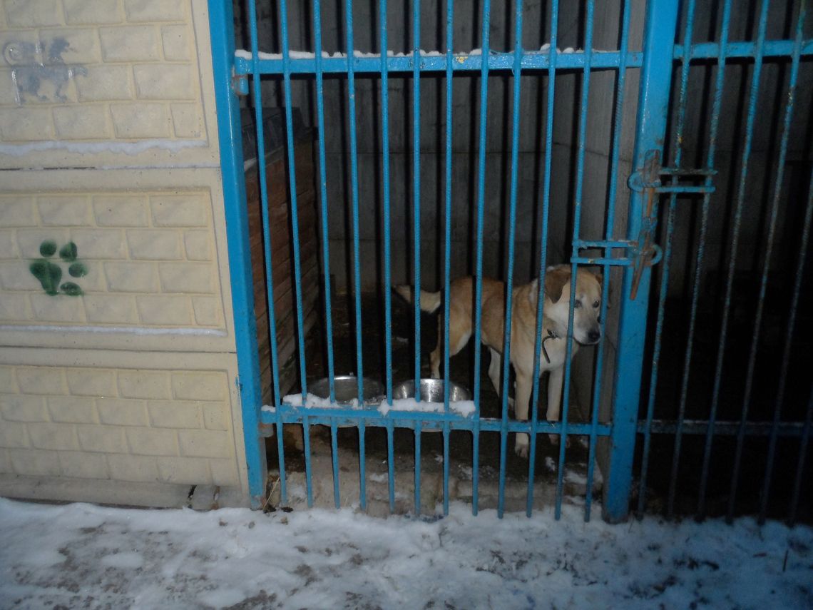 Podziel się ciepłem i dobrym sercem. Podopieczni OTOZ Animals schroniska dla bezdomnych zwierząt czekają na pomoc