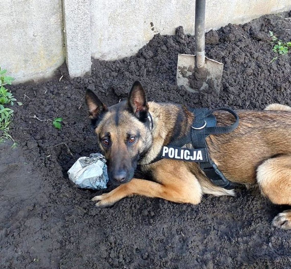 Policjanci zatrzymali 17-letniego dilera! W plecaku miał 2 kilogramy narkotyków. Sprawa jest rozwojowa