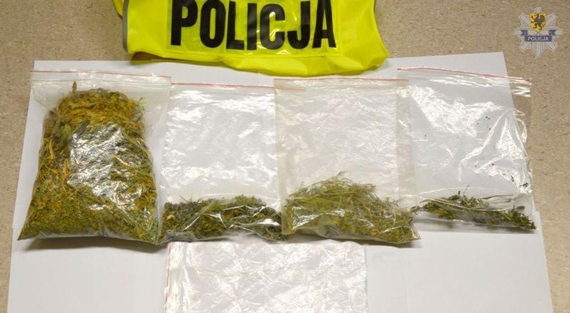 Policjanci zlikwidowali uprawę marihuany. Za popełnienie tego czynu grozi kara do 3 lat więzienia Policjanci zlikwidowali uprawę marihuany. Za popełnienie tego czynu grozi kara do 3 lat więzienia