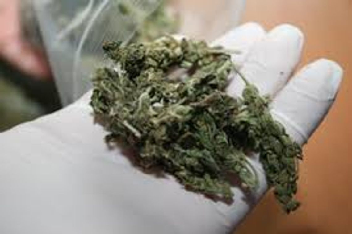 Poszukiwany listem gończym posiadał marihuanę 