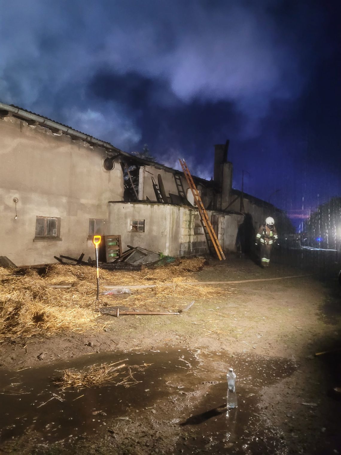 Pożar chlewni w Mościskach. Z płonącego budynku ewakuowano 72 świnie