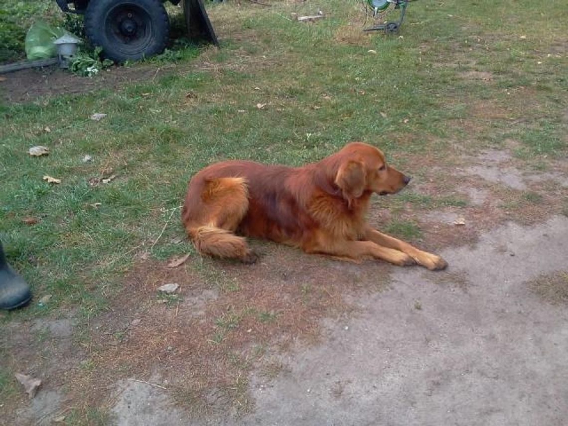 Przybłąkał się pies rasy Golden Retriever. Pomóż odnaleźć właścicieli 