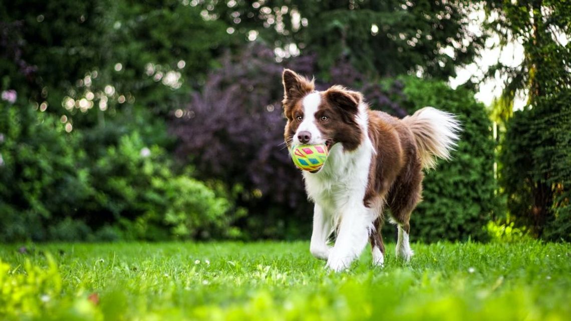 Przysmaki treningowe - jak zdrowo motywować psa podczas treningu