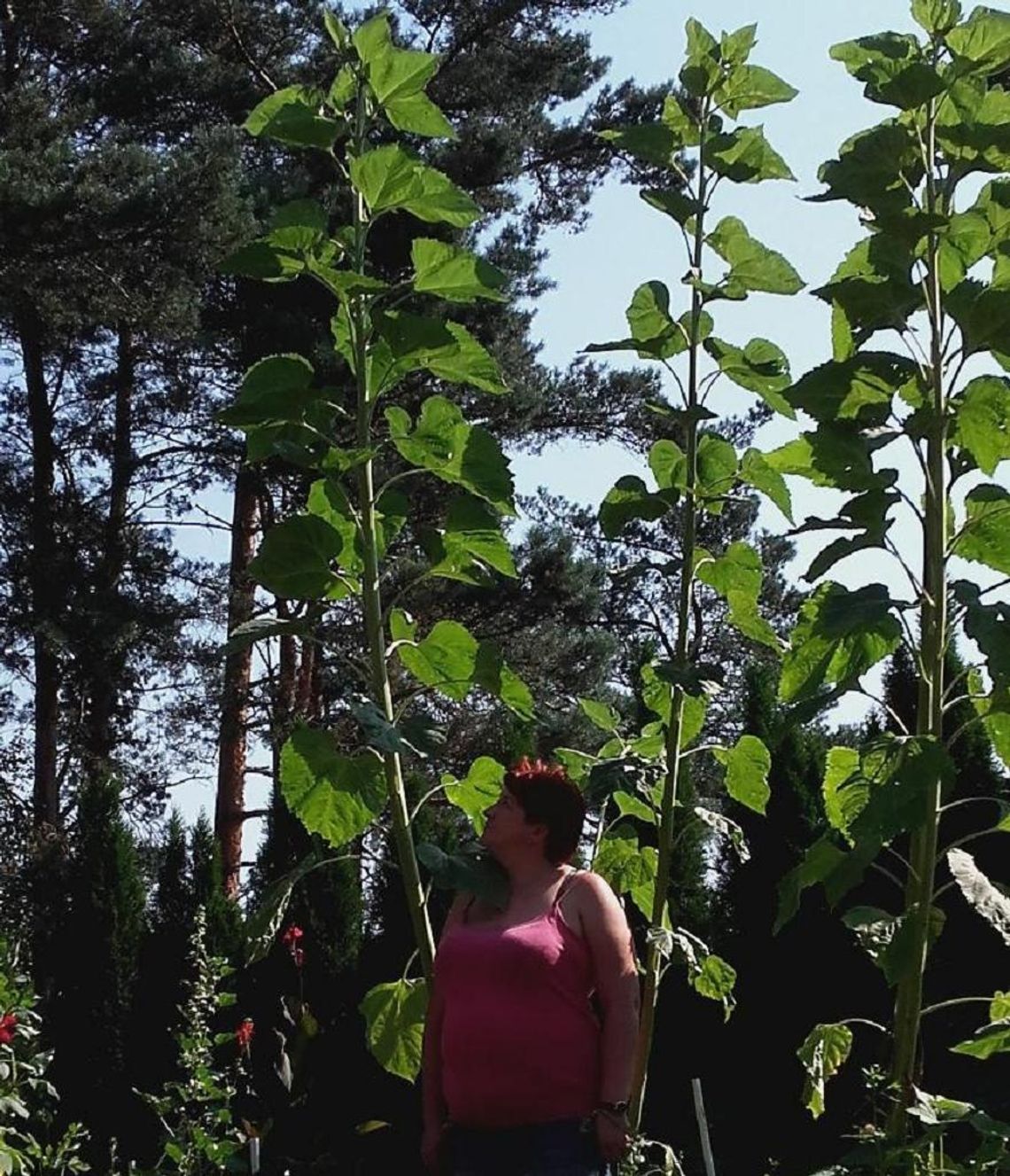 Rekordowo duże słoneczniki w powiecie starogardzkim Rekordowo duże słoneczniki w powiecie starogardzkim