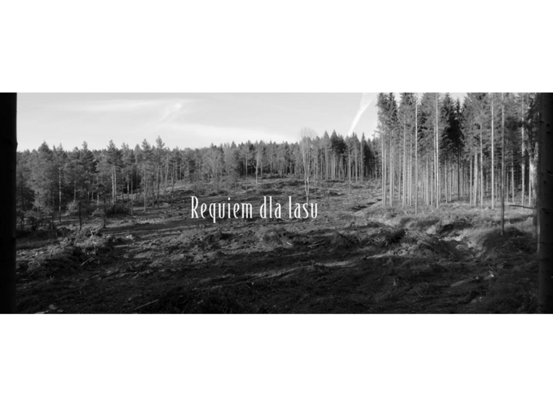 Requiem dla lasu – artyści przeciwko rabunkowym wycinkom