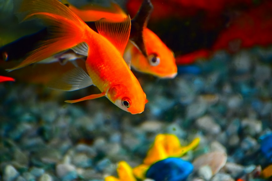 Rodzaje akwarium – jakie wybrać?