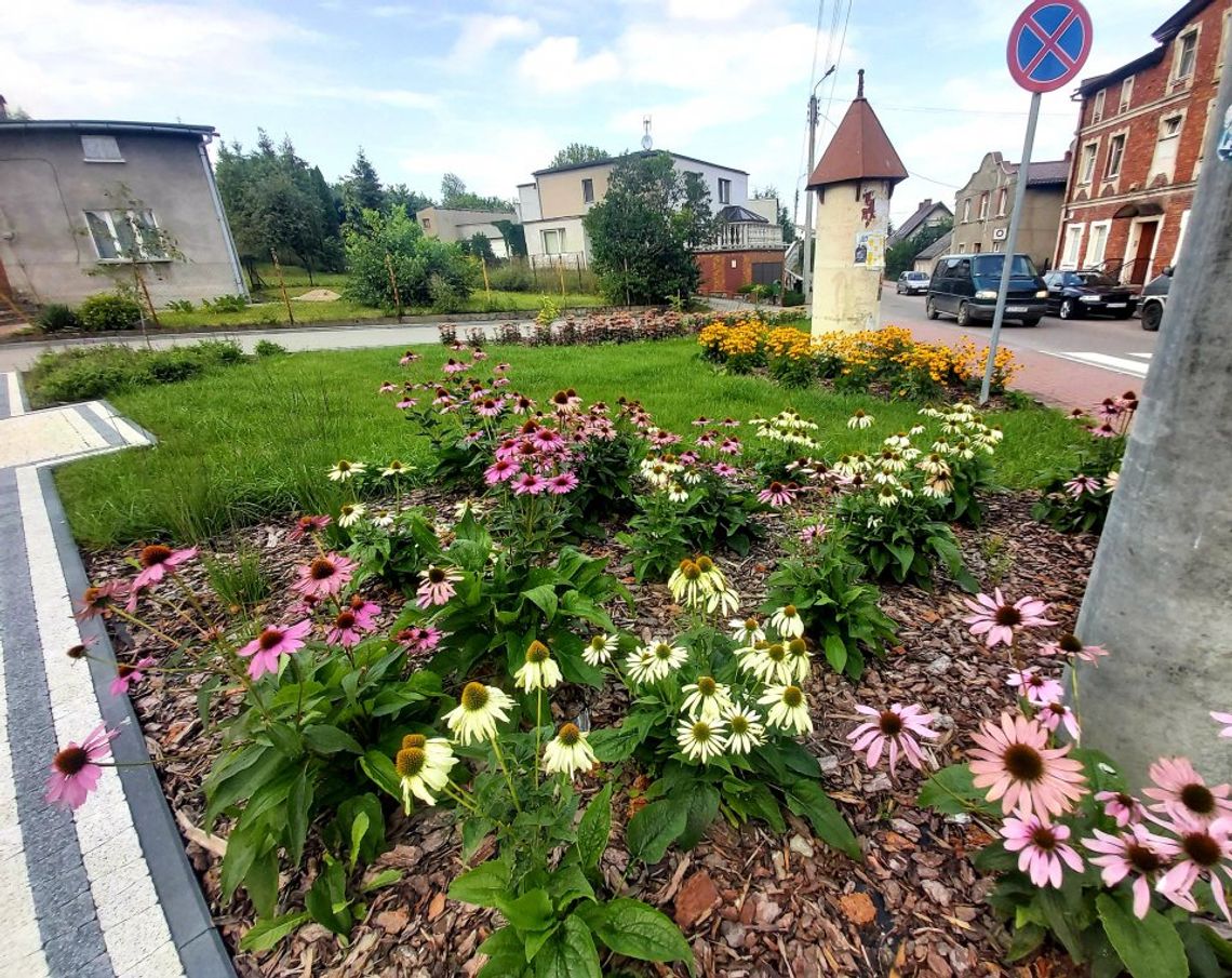 Skórcz pięknieje. Nowe nasadzenia w trzech lokalizacjach