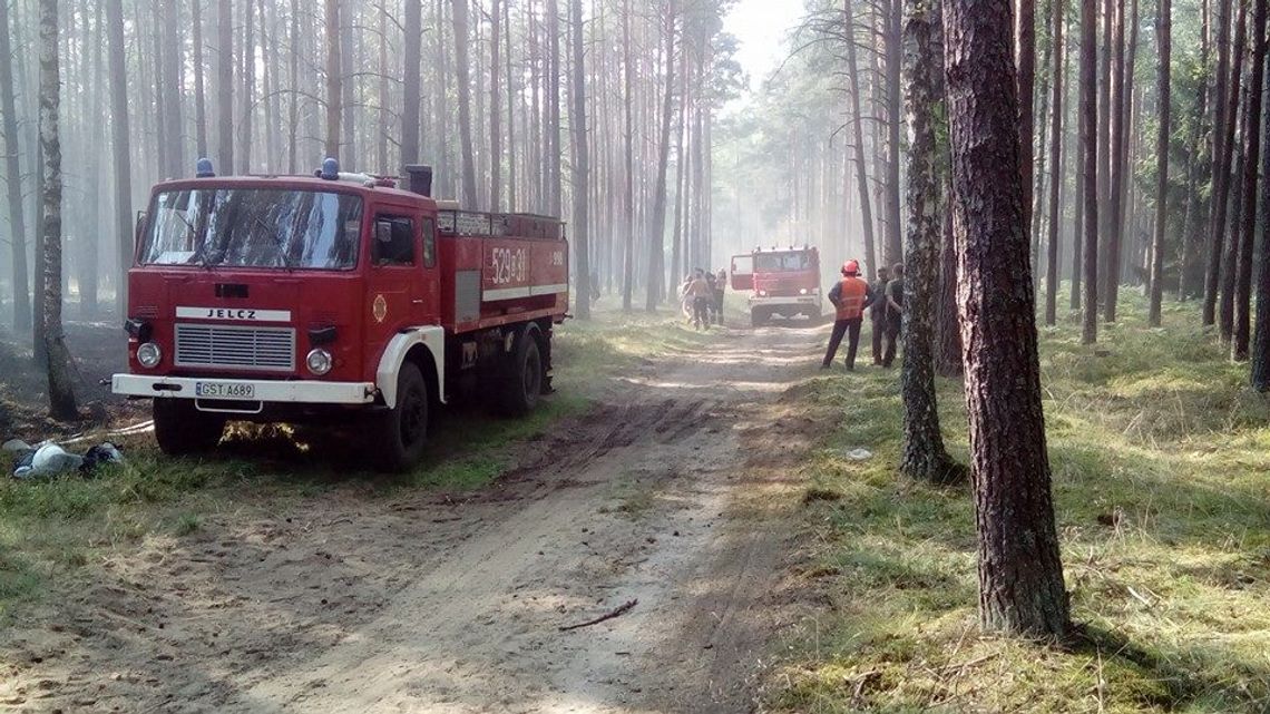 Straż pożarna z ośmiu jednostek gasiła wielki pożar lasu!