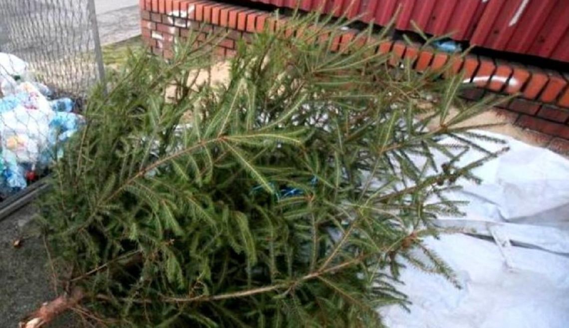 Święta, święta i po świętach.  Co zrobić z drzewkami choinkowymi?