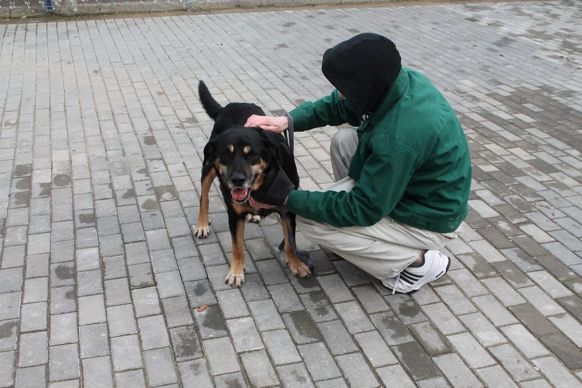 Szkolenia dla skazanych, dogoterapia i więcej nowości... Szkolenia dla skazanych, dogoterapia i więcej nowości...