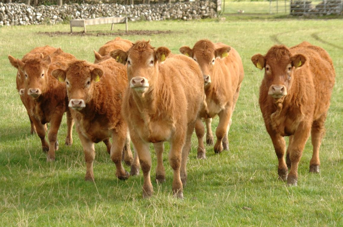 Uciekło stado jałówek. Właściciele proszą o pomoc w zlokalizowaniu zwierząt Uciekło stado jałówek. Właściciele proszą o pomoc w zlokalizowaniu zwierząt