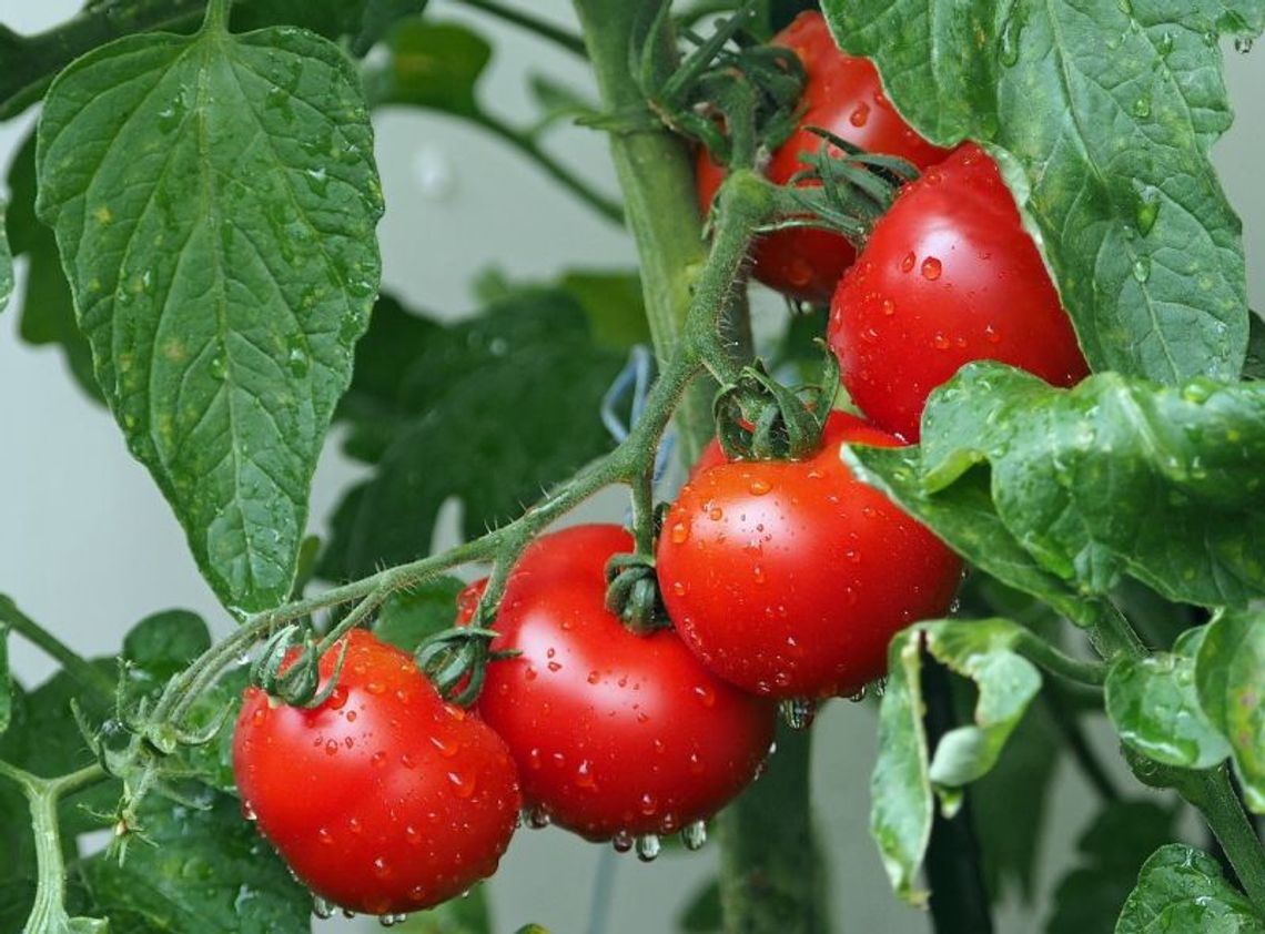Uprawa pomidorów, jarmużu, oregano, rabarbaru. O czym warto pamiętać?