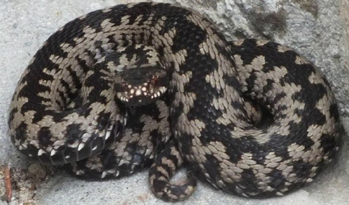 Uwaga na żmije! Jak się zachować, gdy spotkamy żmiję? Uwaga na żmije! Jak się zachować, gdy spotkamy żmiję?