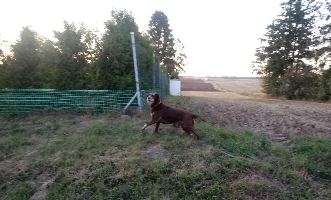 UWAGA! Psy atakują! Groźne pogryzienia w powiecie 