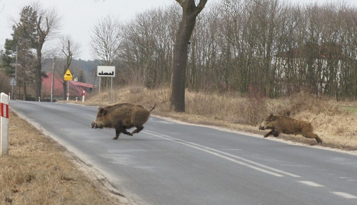 Uważajmy na dzikie zwierzęta na drodze. Policja apeluj o rozwagę podczas jazdy!