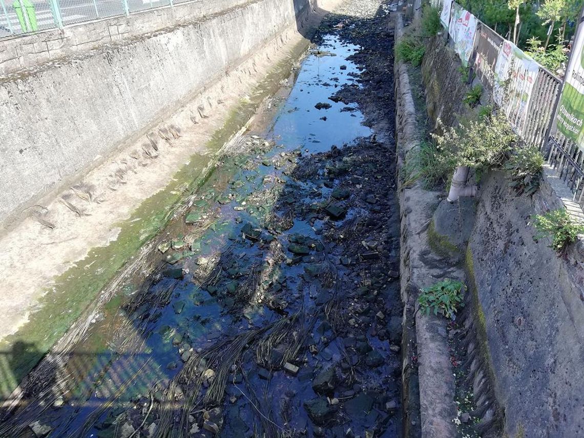Walczą o oczyszczenie zaniedbanej rzeki. Petycję podpisało już ponad 350 osób  