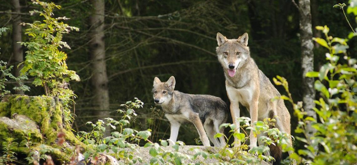 Wilki pod Rokocinem? Wilki nie stanowią zagrożenia, jeśli zachowamy zdrowy rozsądek i ostrożność Wilki pod Rokocinem? Wilki nie stanowią zagrożenia, jeśli zachowamy zdrowy rozsądek i ostrożność