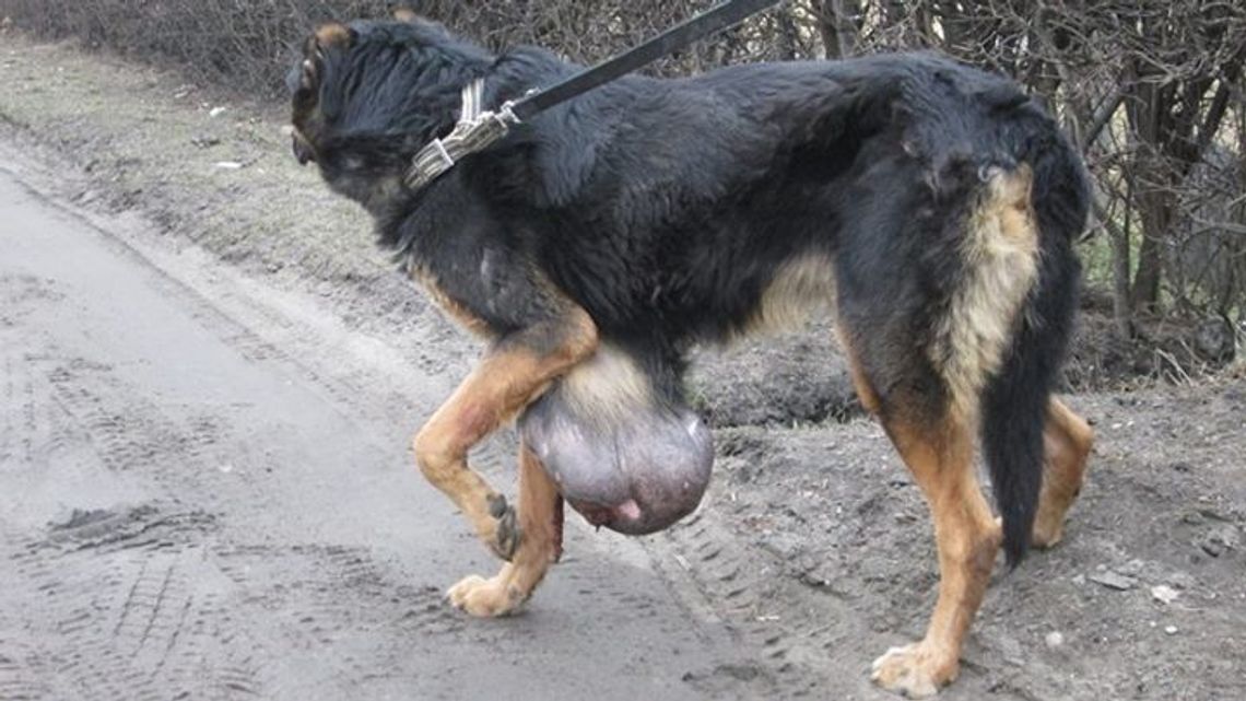 Wycieńczony pies z wielkim guzem błąkał się po ulicy Wycieńczony pies z wielkim guzem błąkał się po ulicy