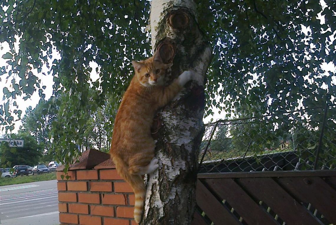 Zaginął Pazurek – właściciele proszą o pomoc