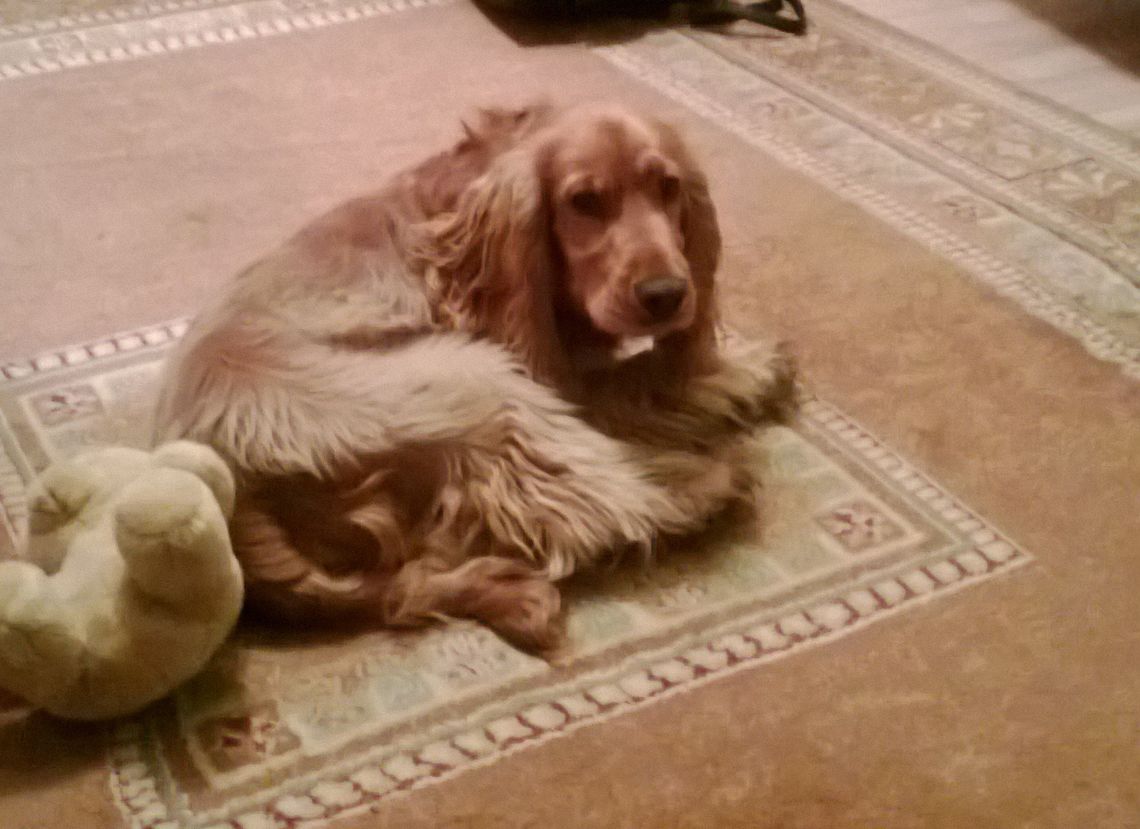 Zaginął pies rasy cocker spaniel - właściciele proszą o pomoc Zaginął pies rasy cocker spaniel - właściciele proszą o pomoc