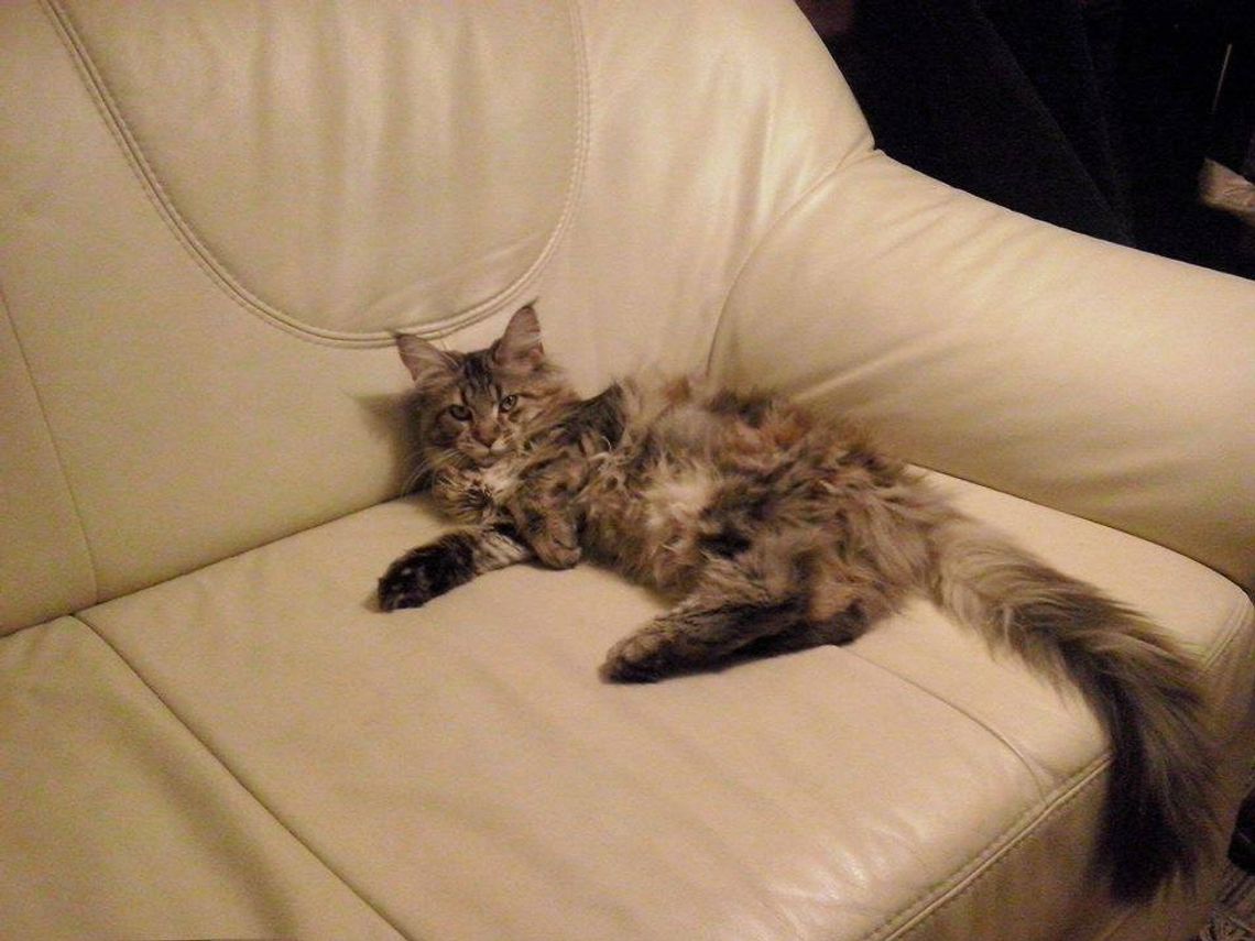 Zaginęła kotka - apel o pomoc w odnalezieniu Zaginęła kotka - apel o pomoc w odnalezieniu