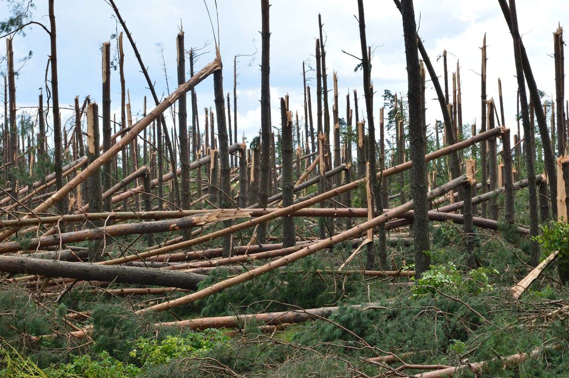 Zakaz wstępu do lasu w leśnictwie Okoniny i Cieciorka. Powodem zniszczony wiatrem huraganowym drzewostan 