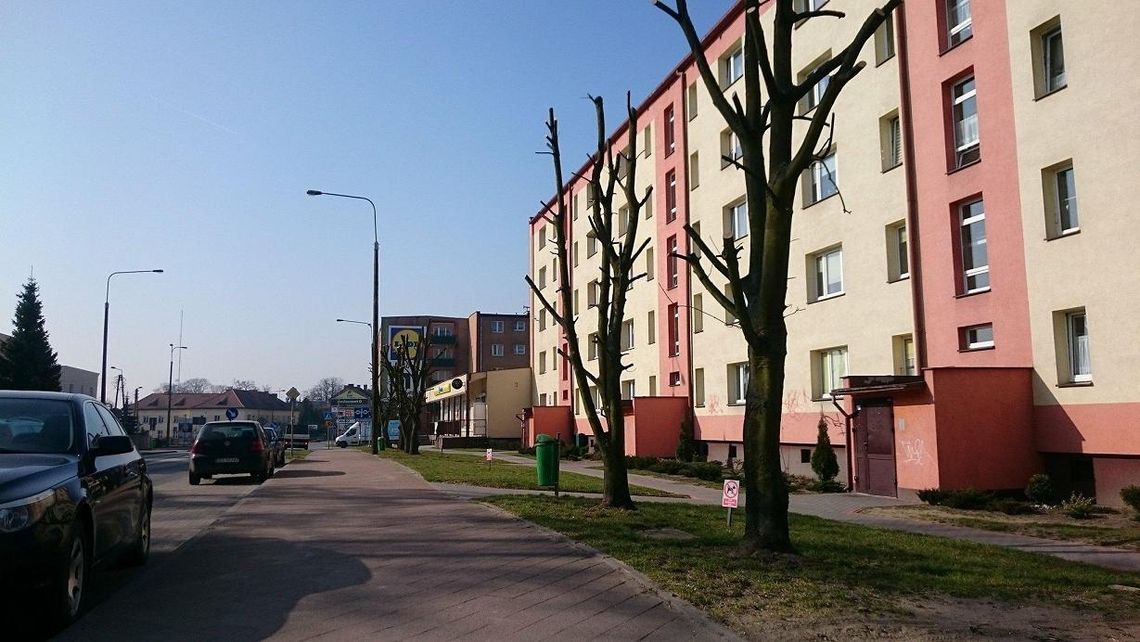 Zamiast drzew... zostały kikuty. Przycinka drzew w mieście - pielęgnacja czy dewastacja? Zamiast drzew... zostały kikuty. Przycinka drzew w mieście - pielęgnacja czy dewastacja?